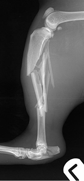  cat with comminuted fractures of the tibia, fibula and calcaneus